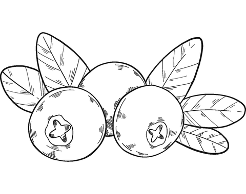 Three Cranberries Coloring Page